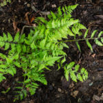 <em>Athyrium niponicum var. pictum</em> 'Red Beauty' 20/08/2020