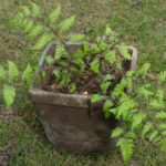 <em>Athyrium niponicum var. pictum</em> 'Red Beauty' 29/03/2022