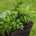 <em>Athyrium niponicum var. pictum</em> ‘Red Beauty’ 18/05/2021