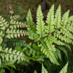 <em>Athyrium otophorum var. okanum</em> 08/08/2021