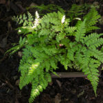 <em>Athyrium otophorum var. okanum</em> 20/08/2020