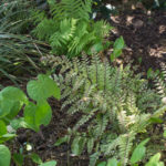 <em>Athyrium otophorum var. okanum</em> 21/04/2022