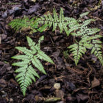 <em>Athyrium otophorum var. okanum</em> 29/03/2022