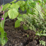 <em>Bletilla striata</em> 12/04/2026