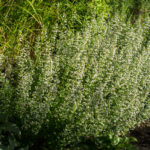 <em>Calamintha nepeta</em> 11/08/2016