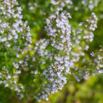 Calamintha nepeta 22/08/2015