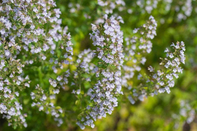 Calamintha nepeta 22/08/2015