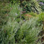 <em>Calamintha nepeta</em> 27/07/2025