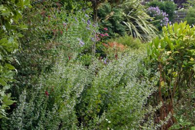 Pleine floraison juillet 2025