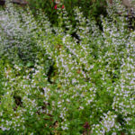 <em>Calamintha nepeta</em> 31/07/2022