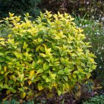 <em>Calycanthus floridus</em> ‘Athens’ 01/11/2025