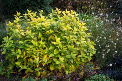 Feuillage d'automne 2025