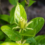 <em>Calycanthus floridus</em> ‘Athens’ 08/06/2021