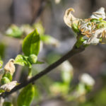 <em>Calycanthus floridus</em> ‘Athens’ 10/04/2022