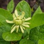 <em>Calycanthus floridus</em> ‘Athens’ 10/06/2021