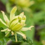 <em>Calycanthus floridus</em> ‘Athens’ 10/06/2021