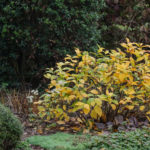 <em>Calycanthus floridus</em> ‘Athens’ 11/11/2024