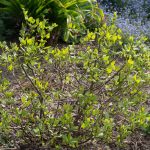 <em>Calycanthus floridus</em> ‘Athens’ 12/04/2025
