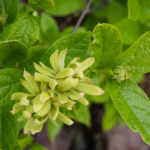 <em>Calycanthus floridus</em> ‘Athens’ 28/04/2022