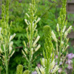 <em>Camassia leichtlinii</em> 'Alba' 04/05/2020