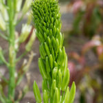 <em>Camassia leichtlinii</em> 'Alba' 04/05/2020