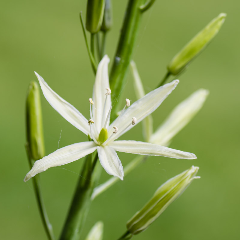 Première fleur à la mi-mai 2016