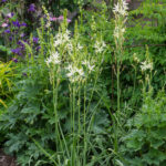 <em>Camassia leichtlinii</em> 'Alba' 16/05/2019