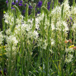 <em>Camassia leichtlinii</em> 'Alba' 24/05/2021