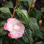 <em>Camellia Japonica x williamsii</em> 'Buttons & Bows' 05/04/2016