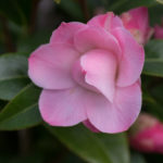 <em>Camellia Japonica x williamsii</em> 'Buttons & Bows' 09/03/2019