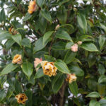 <em>Camellia Japonica x williamsii</em> 'Buttons & Bows' 13/02/2021