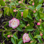 <em>Camellia x</em> 'Sweet Emily Kate' 13/03/2015