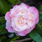 <em>Camellia x</em> 'Sweet Emily Kate' 13/03/2015