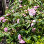 <em>Camellia x</em> 'Sweet Emily Kate' 28/03/2017