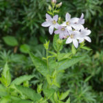 <em>Campanula lactiflora</em> 'Loddon Anna' 21/06/2017