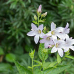 <em>Campanula lactiflora</em> 'Loddon Anna' 21/06/2017