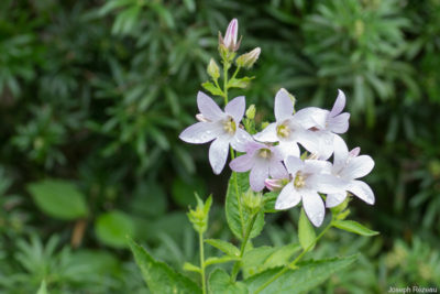 Première année de floraison.