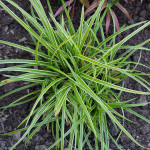 <em>Carex oshimensis</em> 'Everest' 09/09/2015