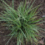 <em>Carex oshimensis</em> 'Eversheen' 29/05/2016