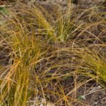 <em>Carex testacea</em> 20/04/2016