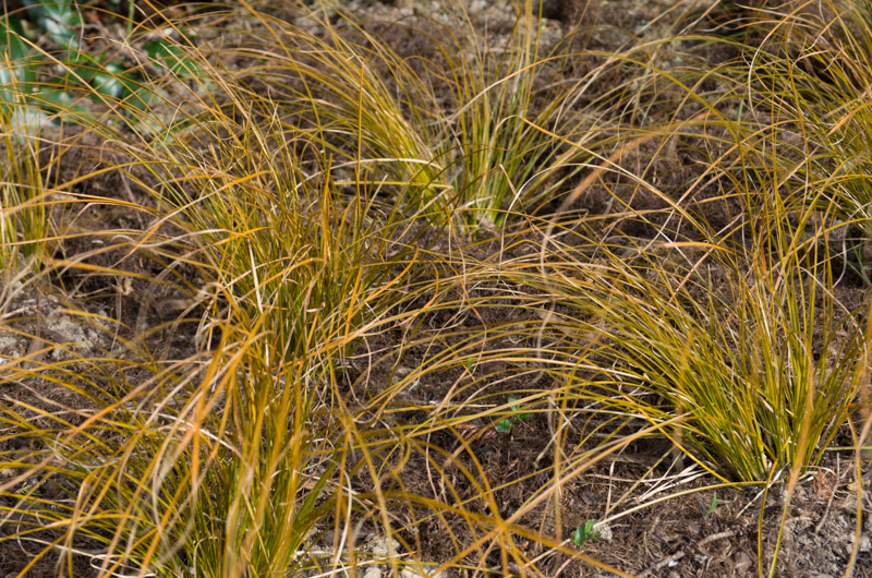 Spring foliage