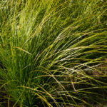 <em>Carex testacea</em> 21/08/2016