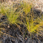 <em>Carex testacea</em> 22/03/2016