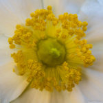 <em>Carpenteria californica</em> 'Bodnant' 04/06/2023