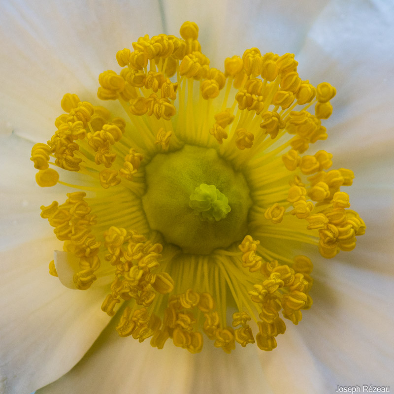 Coeur de fleur