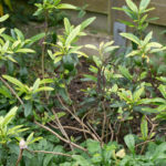 <em>Carpenteria californica</em> 'Bodnant' 11/11/2024