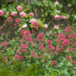 <em>Centranthus ruber</em> 04/06/2021