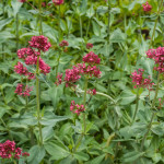 <em>Centranthus ruber</em> 05/06/2010