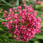 <em>Centranthus ruber</em> 13/09/2014