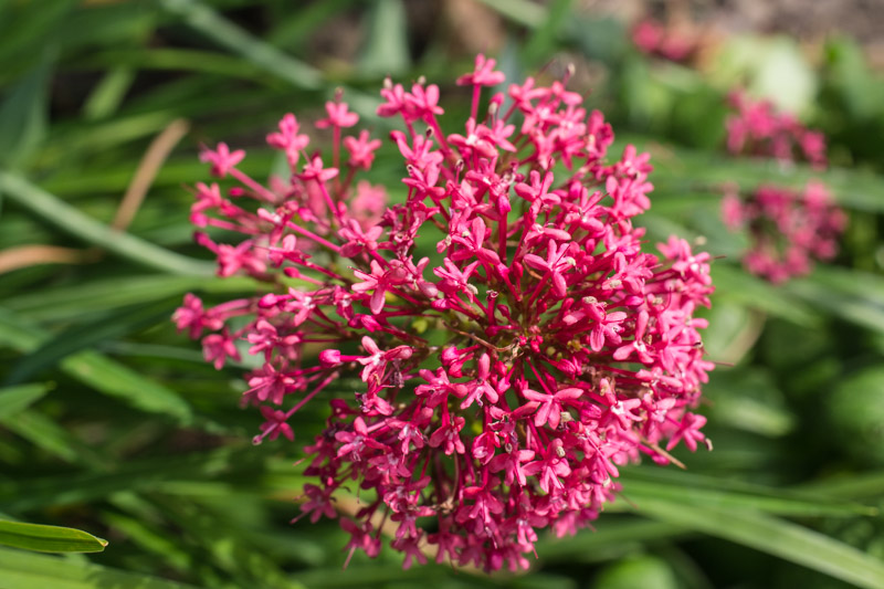 Centranthus ruber 13/09/2014